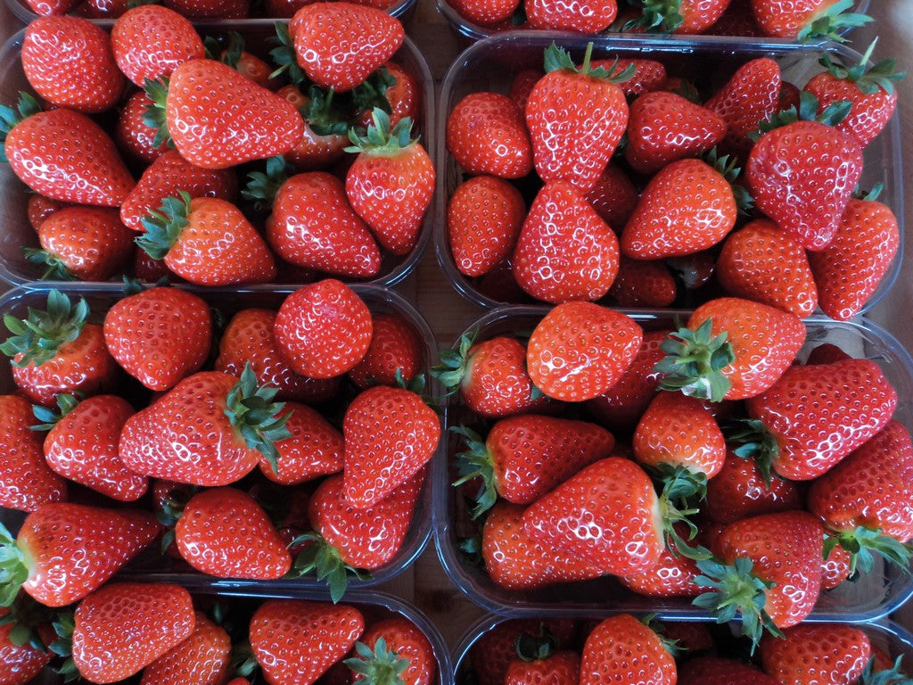Plants Fraisiers Portola - Lot De 10 - Fraises Persistantes Très Sucrées - Pour Jardin Ou Balcon