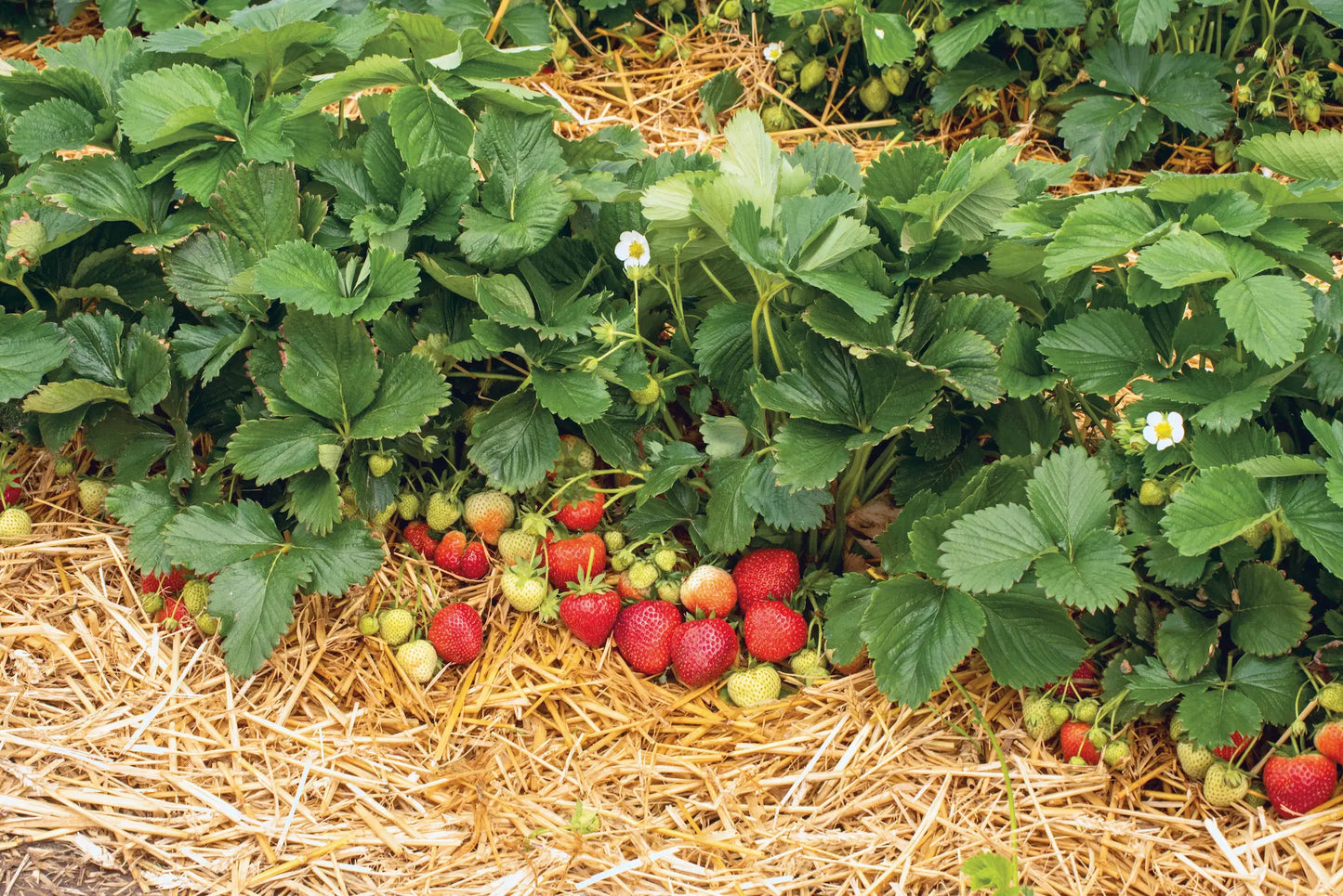 Plant de Fraisier Frigo A Mme Moutot