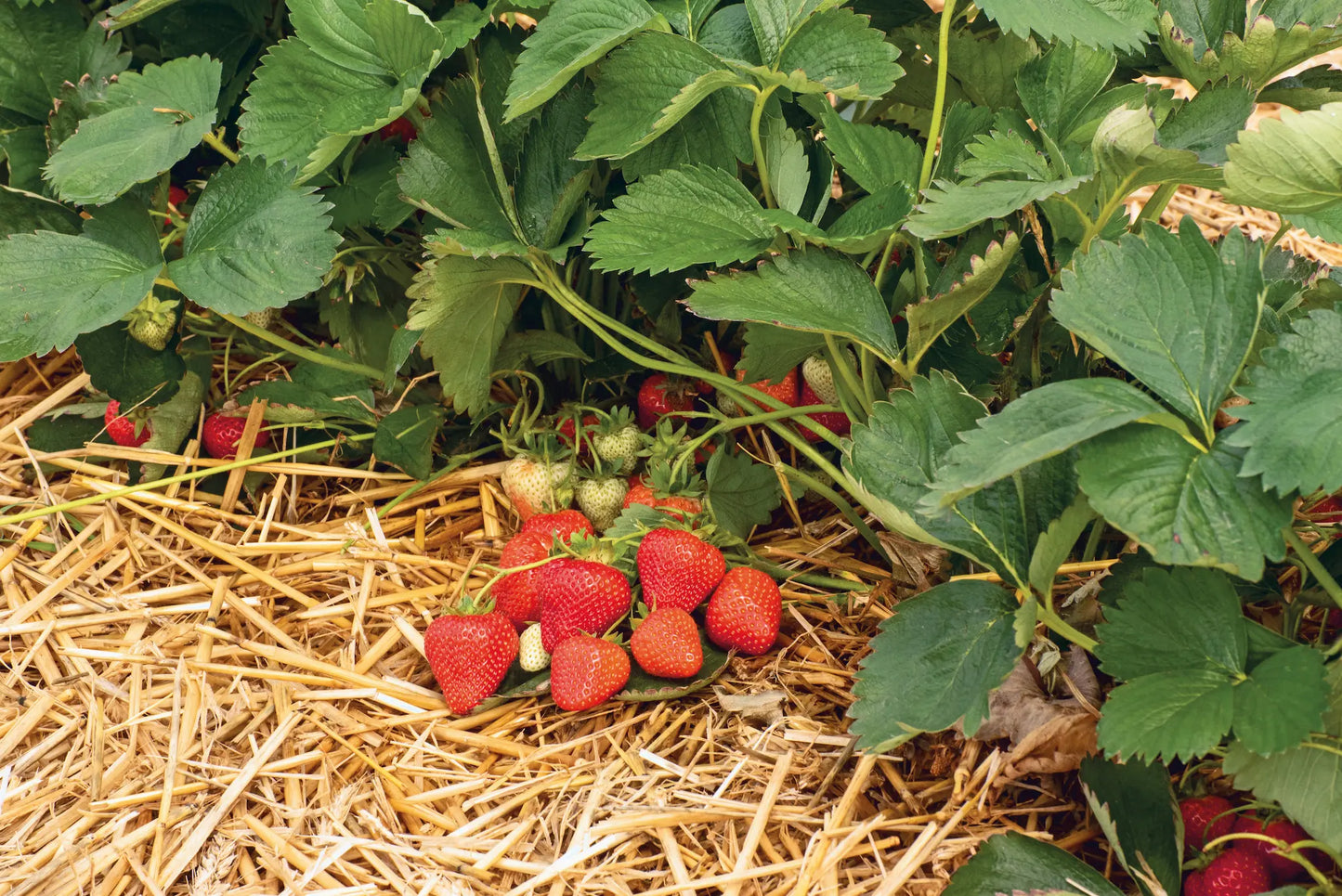 Plant de Fraisier Frais Racine-nue Aprica