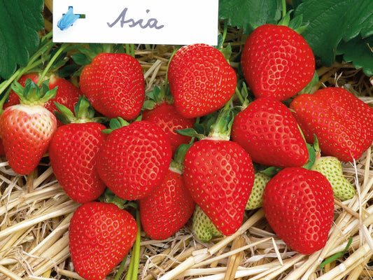 Asia Fresh Bare-Root Strawberry Plant