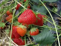 Charlotte Frigo A++ Strawberry Plant