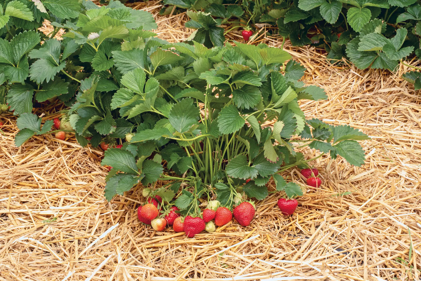 Plant de Fraisier Frais Racine-nue Falco