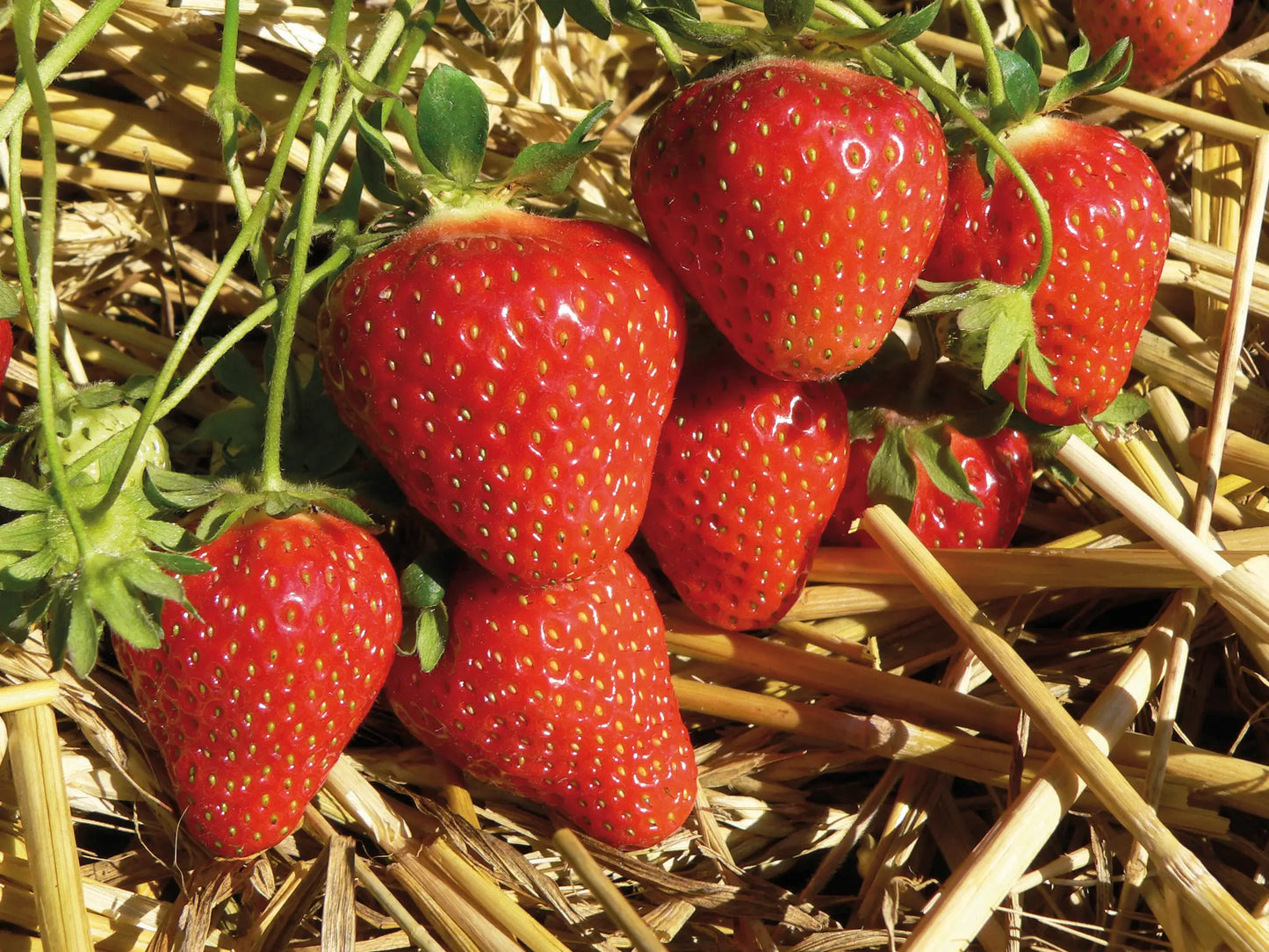 Plant de Fraisier Frigo A- Flair