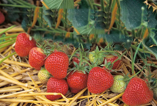 Florence Frigo A Strawberry Plant