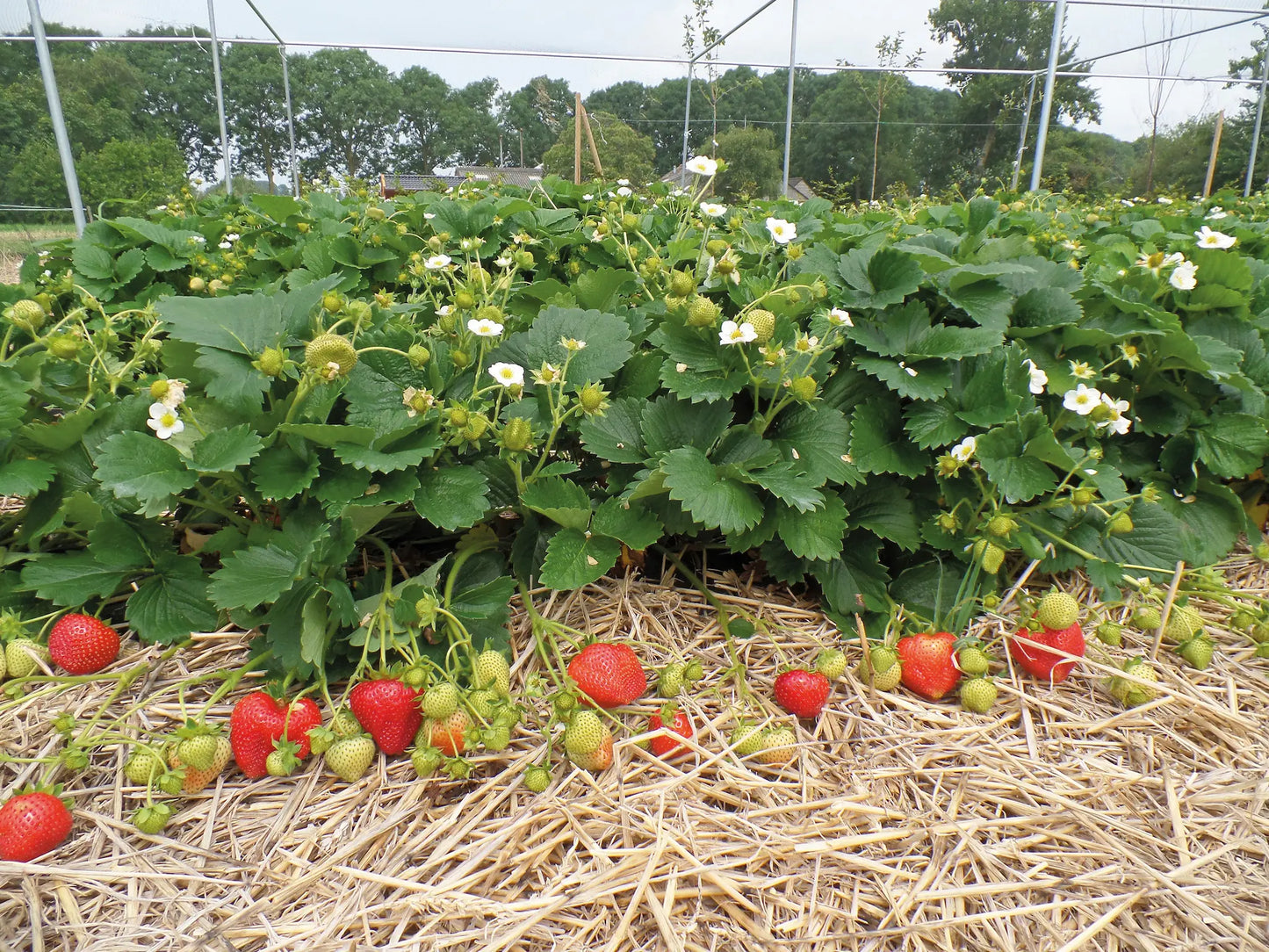 Plant de Fraisier Frigo A++ Florentina