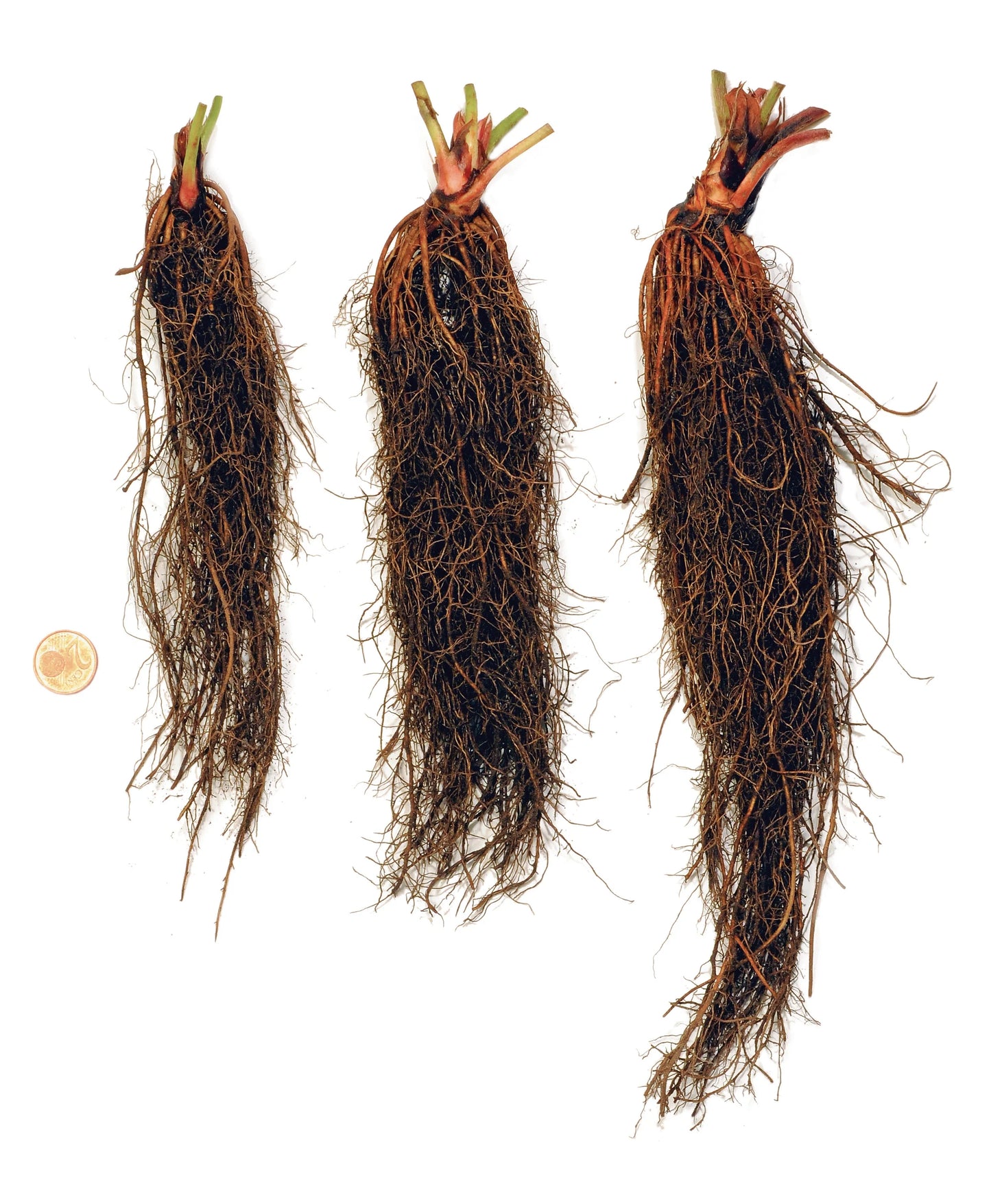 Plant de Fraisier Frigo A Racines-nues Vicomtesse Héricart de Thury Pour Particuliers