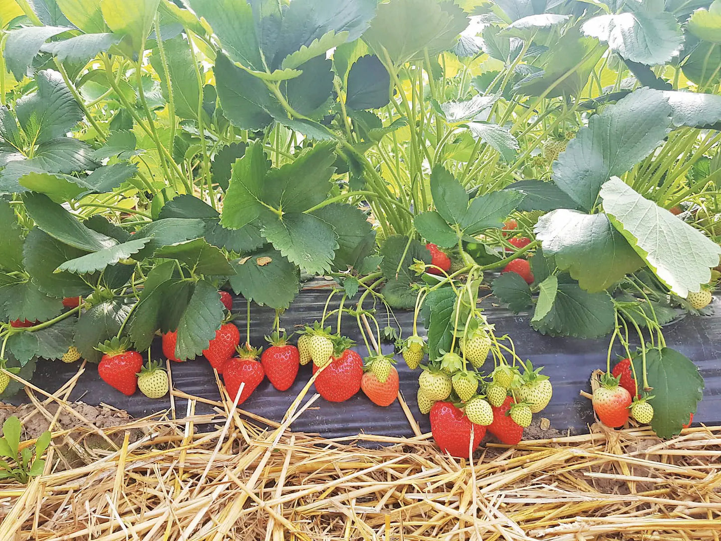 Plant de Fraisier Frigo A- Glorielle