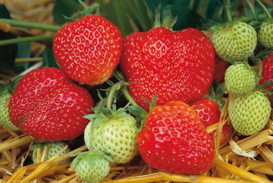 Honeoye Potted Strawberry Plant