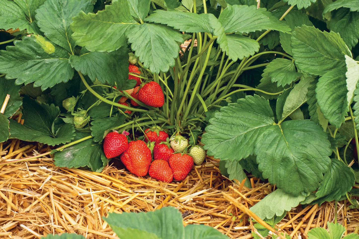 Plant de Fraisier Frigo A- Lola