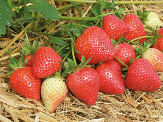 Malling Centenary Fresh Bare-Root Strawberry Plant