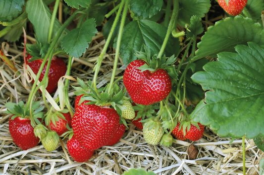 Marieka Frigo A+ Strawberry Plant