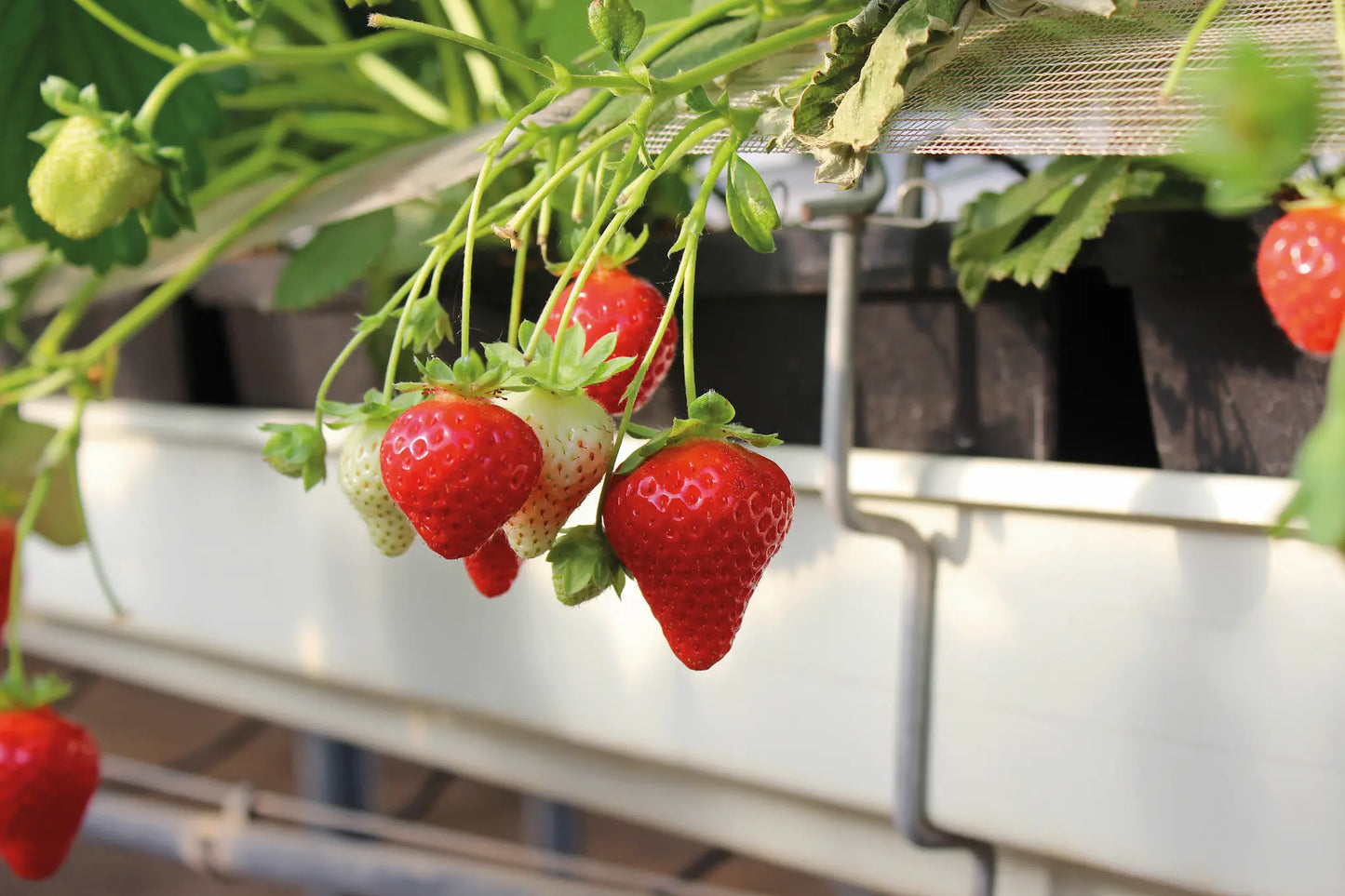 Plant de Fraisier Motte Melgar