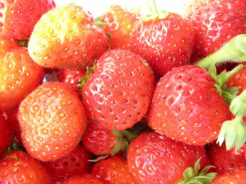Plant de Fraisier Frais Racine-nue Rabunda