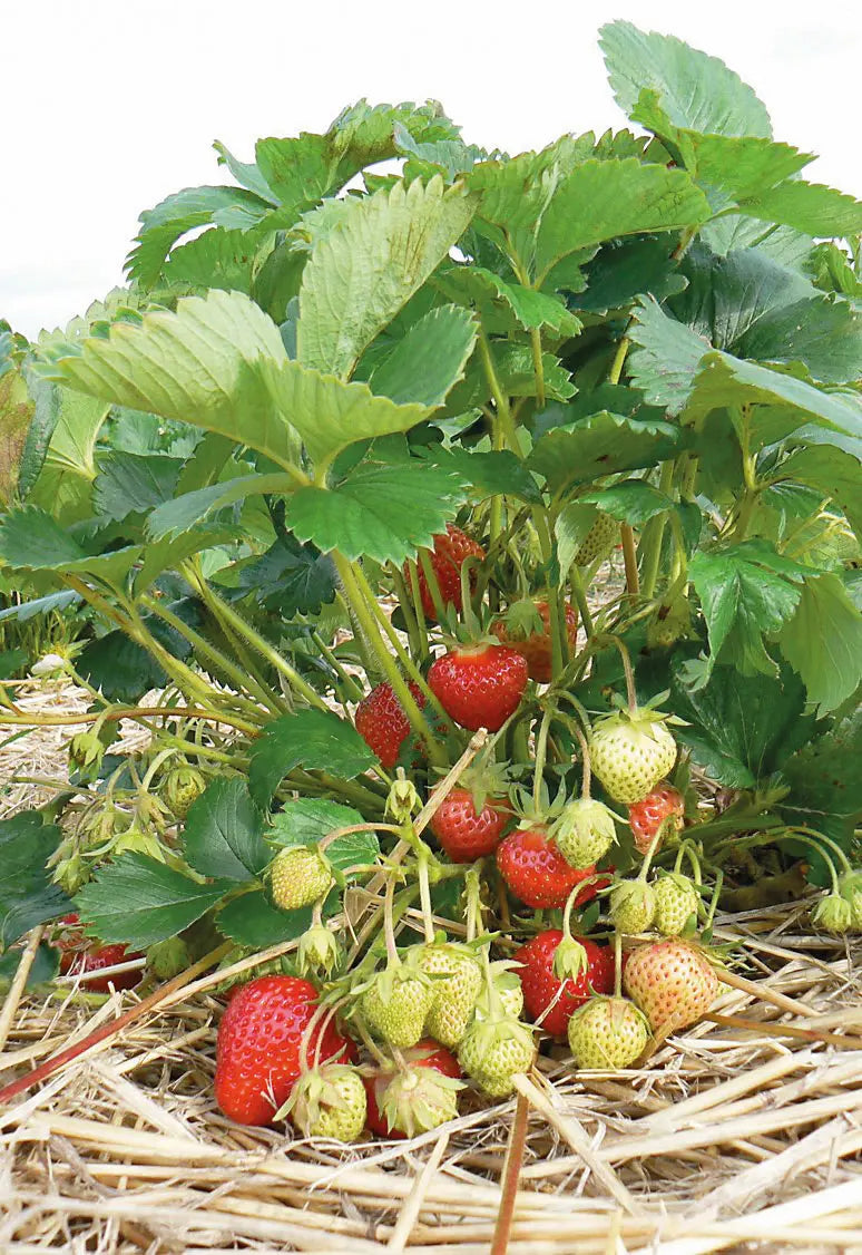 Plant de Fraisier Frigo A++ Renaissance