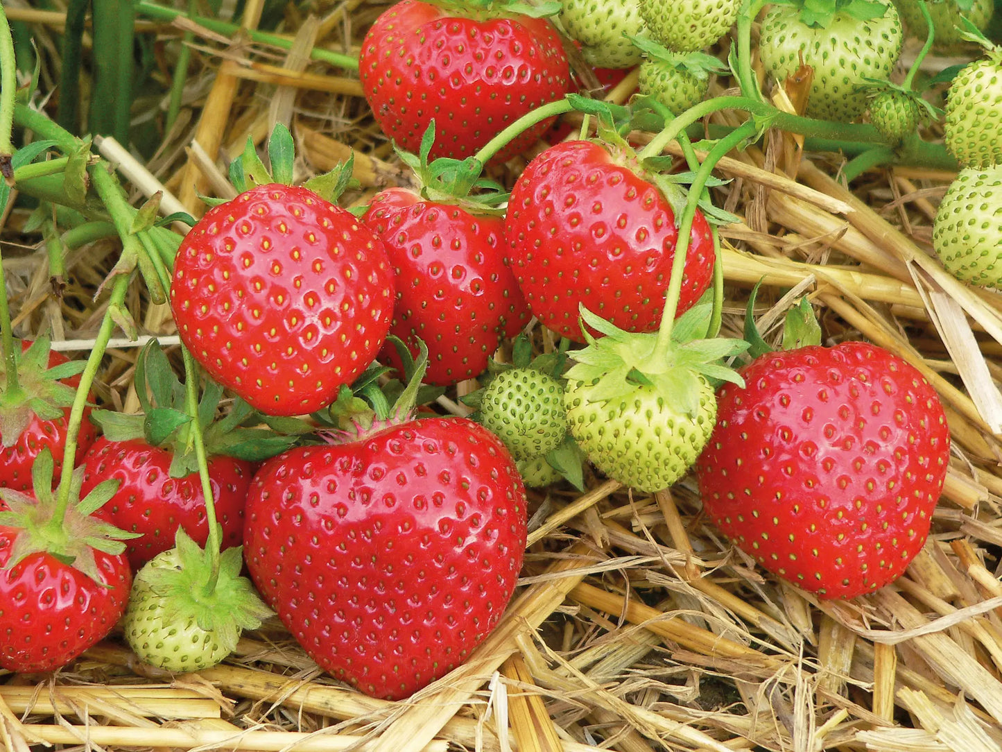 Plant de Fraisier Frigo A- Rumba