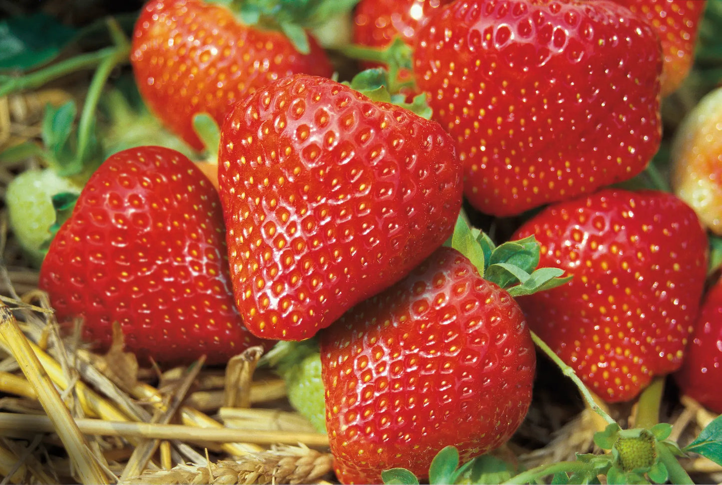 Plant de Fraisier Frigo A Salsa