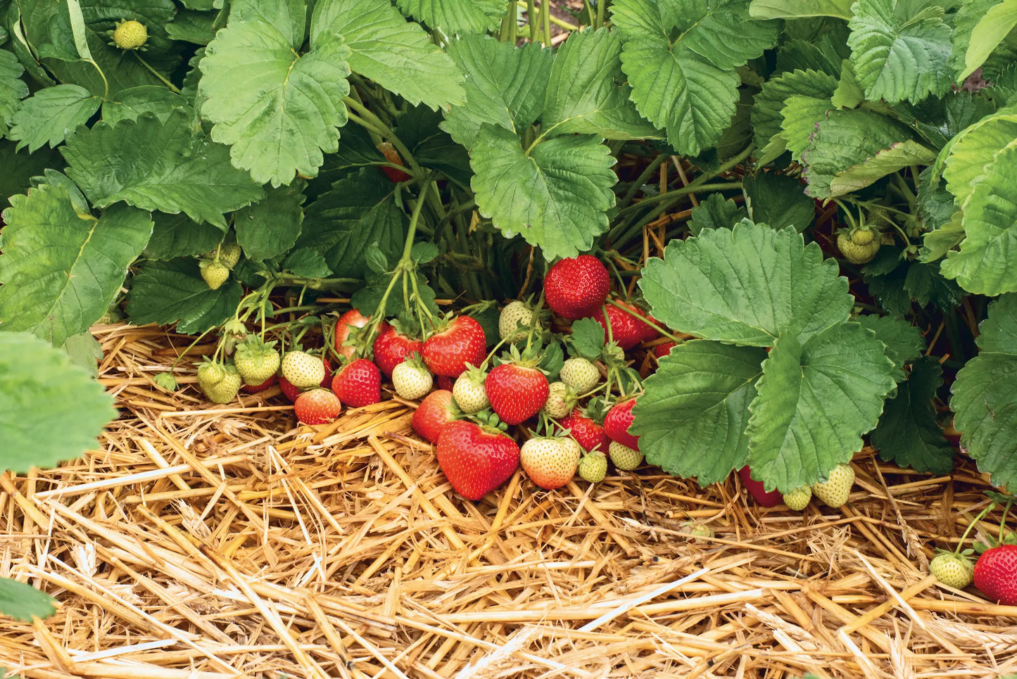 Plant de Fraisier Frigo A- Sonsation