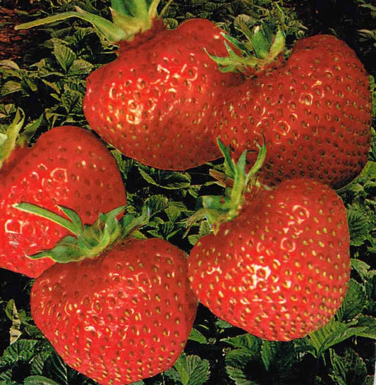 Surprise des Halles Frigo A Strawberry Plant for Individuals