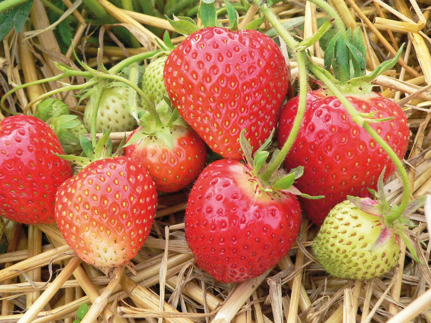 Plant de Fraisier Frigo A- Symphony