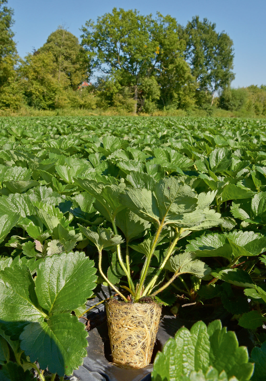 Itinéraire technique Plants de fraisier : Plants Tray et Mini-Tray