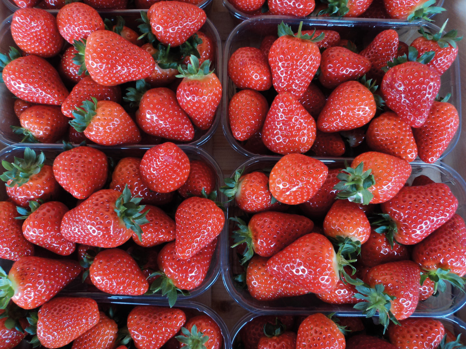 Nos plants de Fraisiers Cantaliss à prix producteurs