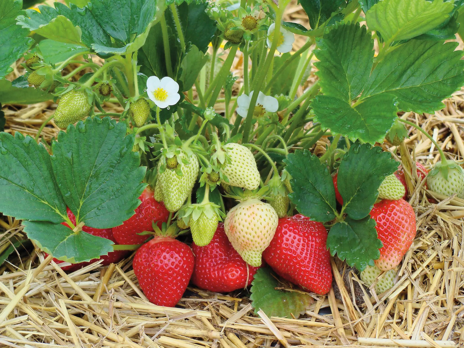 Nos plants de Fraisiers Alba à prix producteurs
