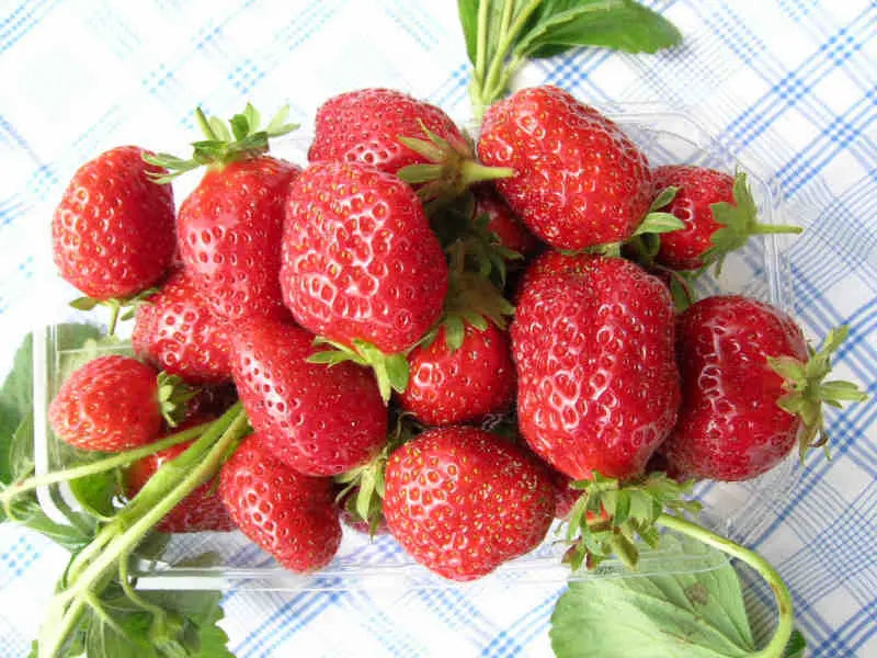 Nos plants de Fraisiers Cijosée à prix producteurs