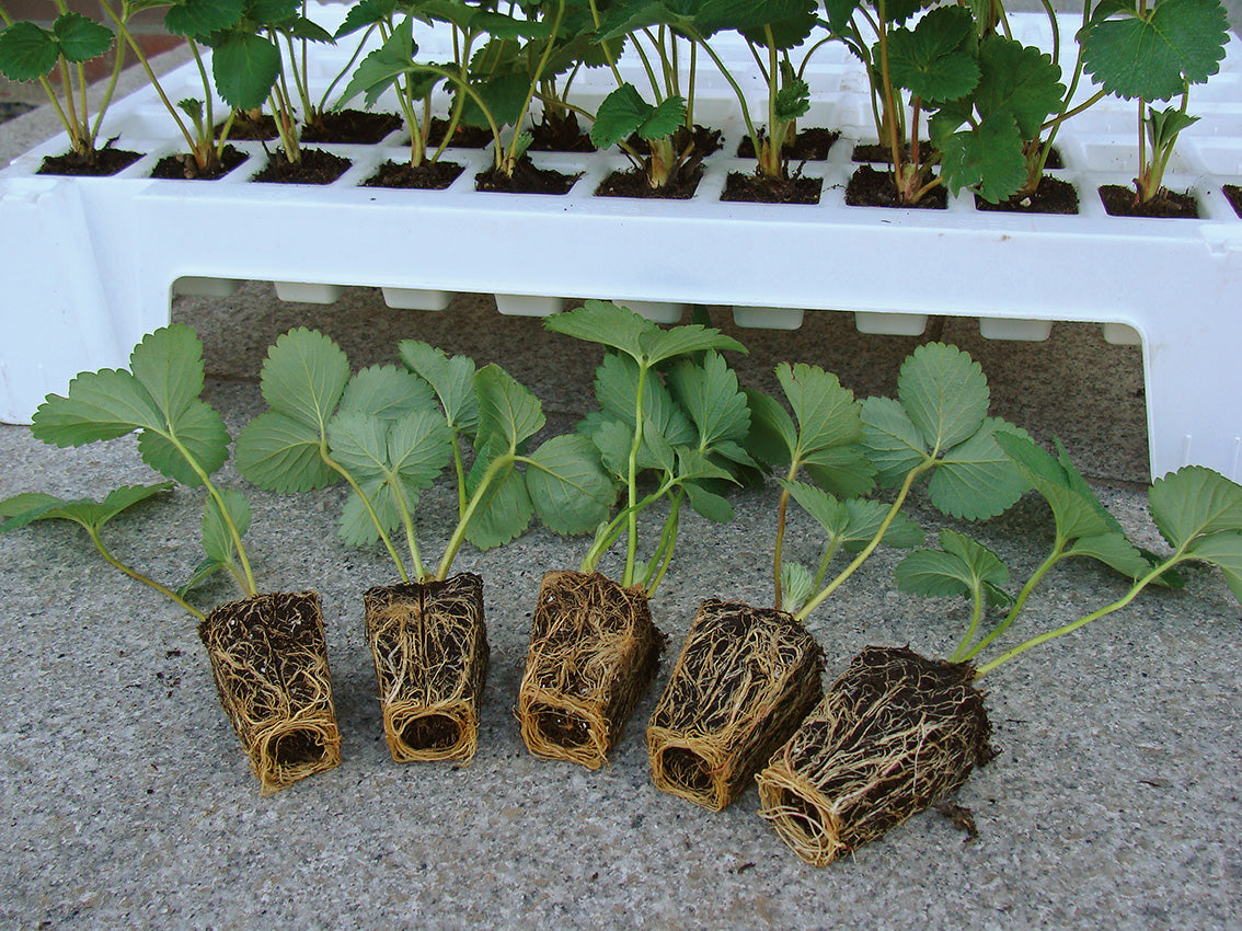 Fraisiers pour planter en été
