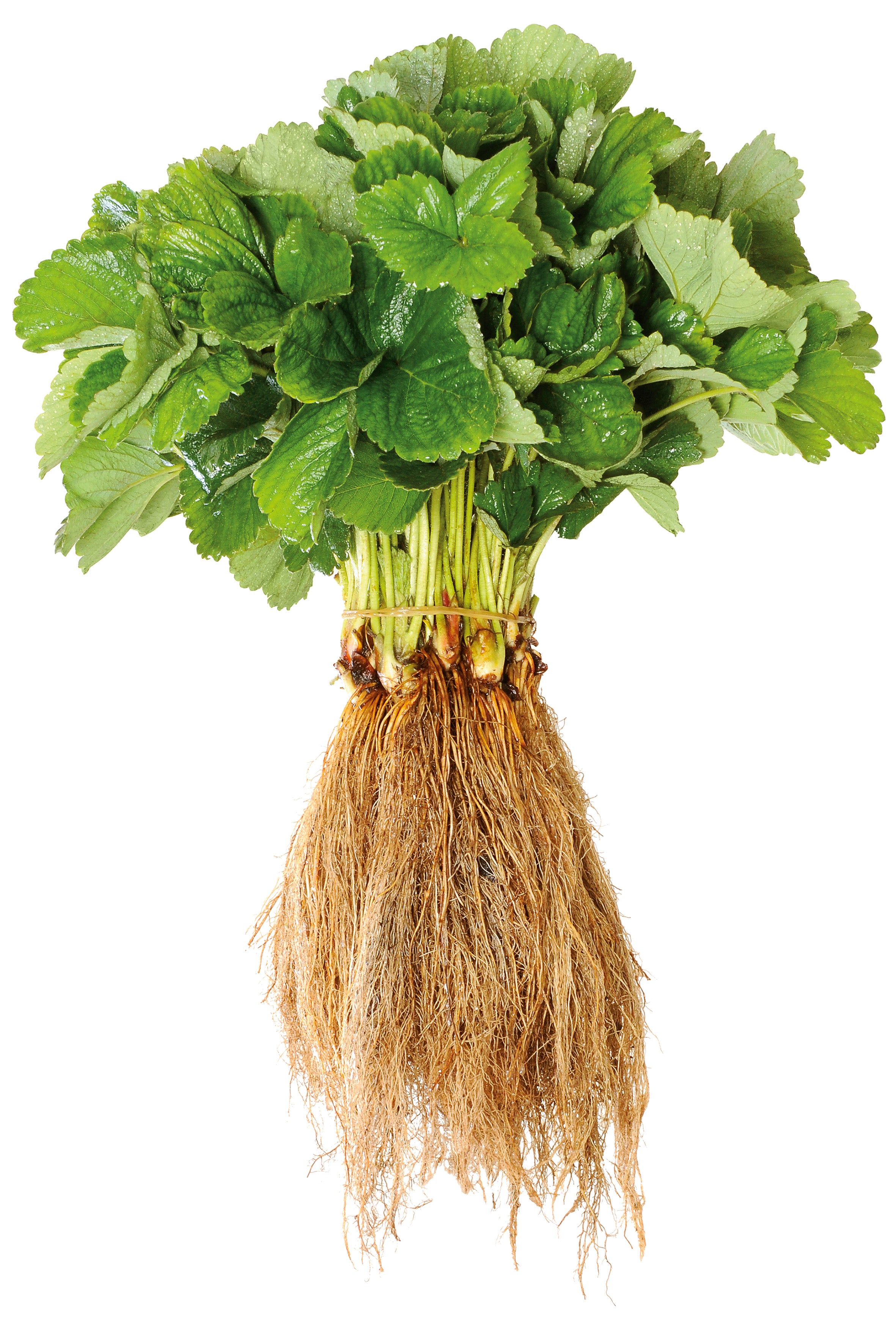 Bare root strawberry plants - wholesaler delivery EU CH – Fraisiverse ...