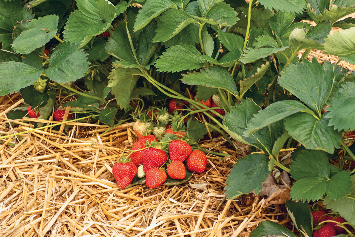 Plant de Fraisier Frais Racine-nue  Aprica Conventionnel