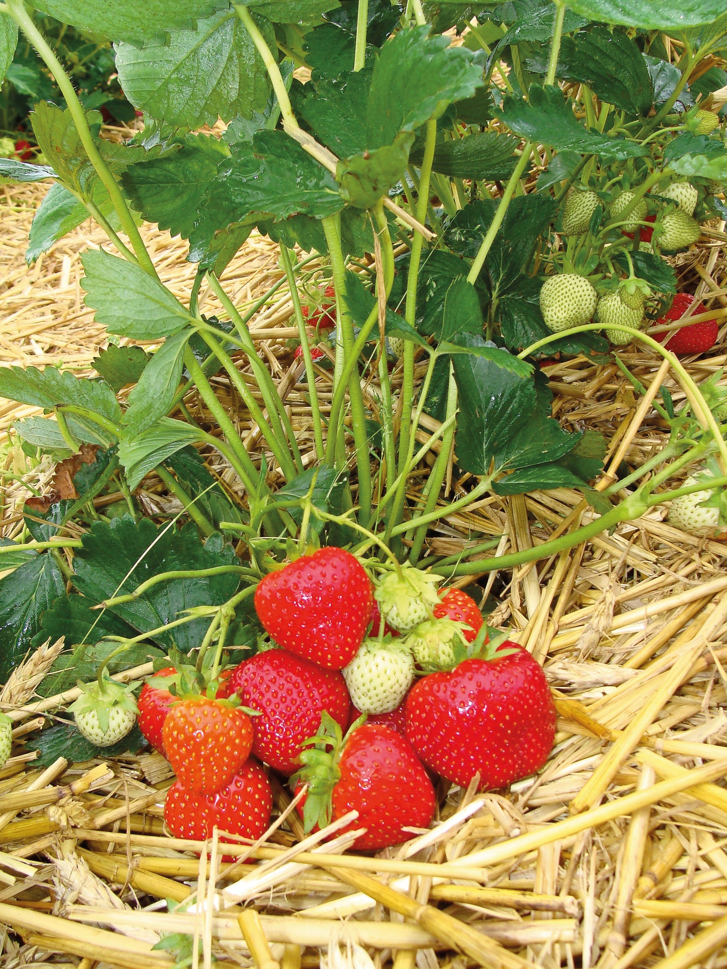 Plant de Fraisier Frais Racine-nue  Allegro Conventionnel