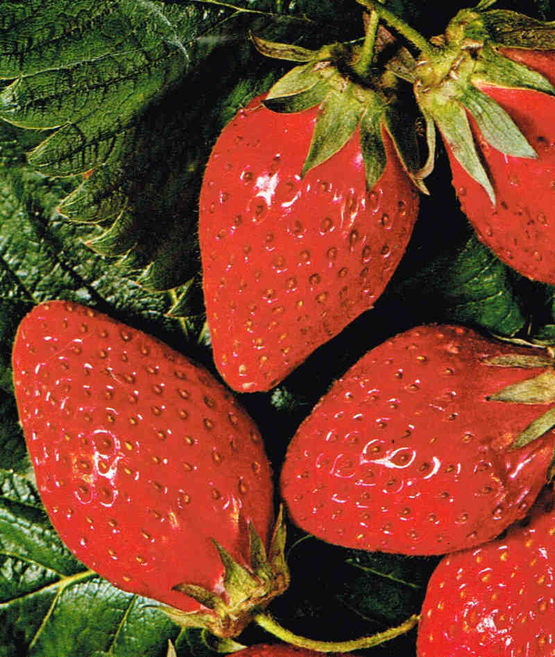 Plant de Fraisier Frigo A Racines-nues Belrubi Conventionnel Pour Particuliers