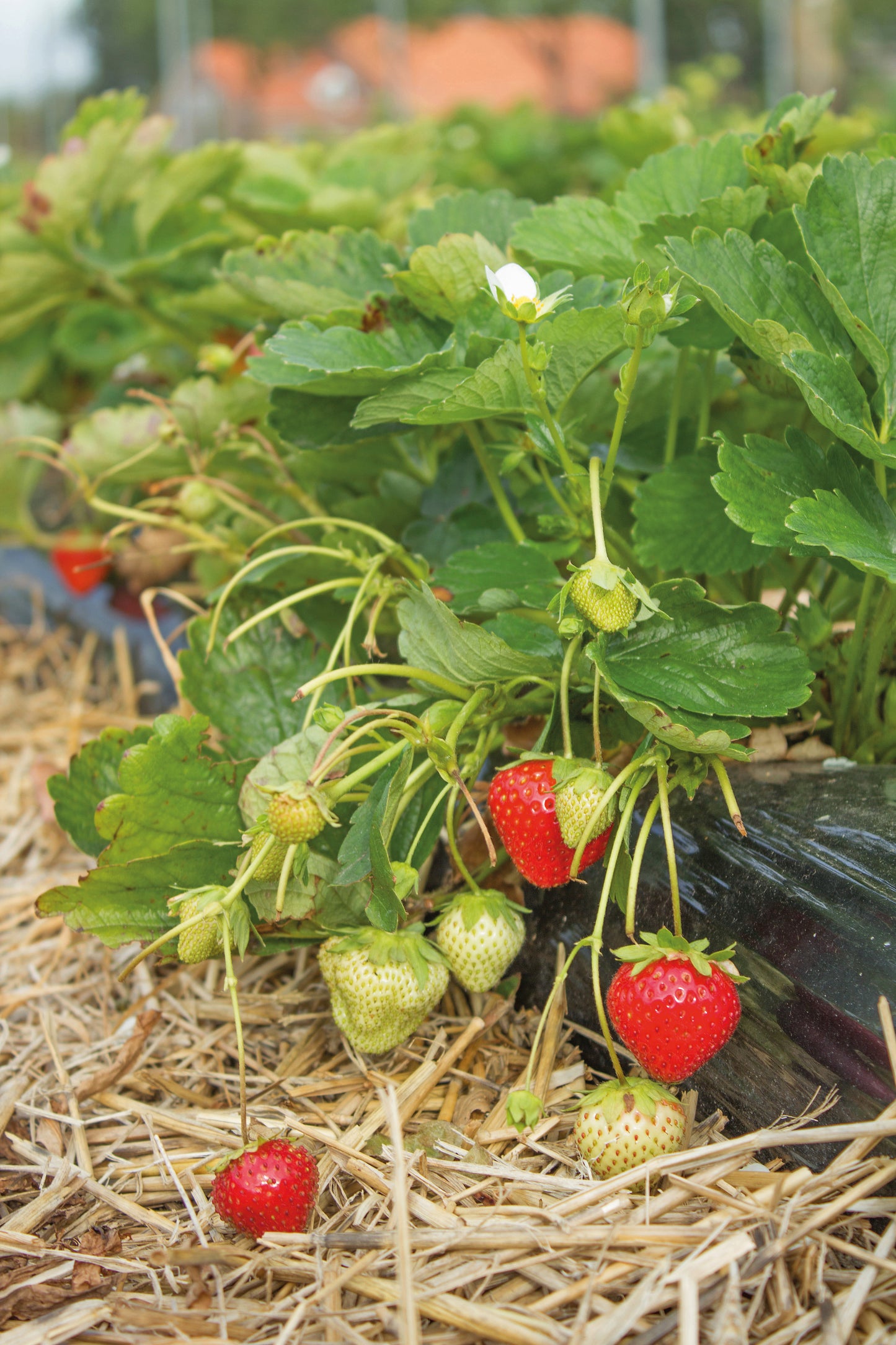 Plant de Fraisier Frigo A- Bravura Conventionnel