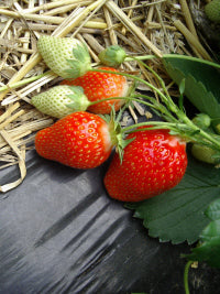 Plant de Fraisier Tray  Ciflorette Non Traité