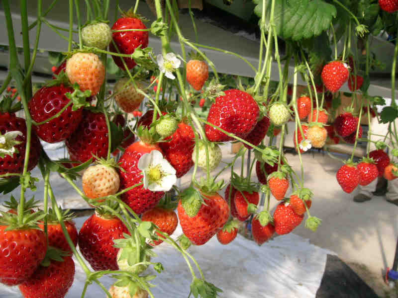 Plant de Fraisier Tray  Cirafine Non Traité