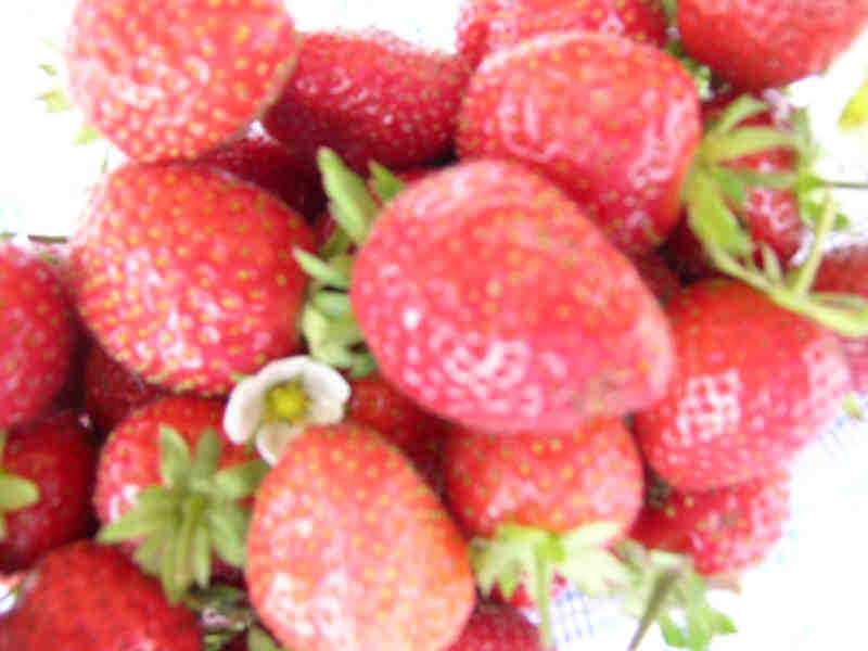 Plant de Fraisier Frigo A Cirano Conv