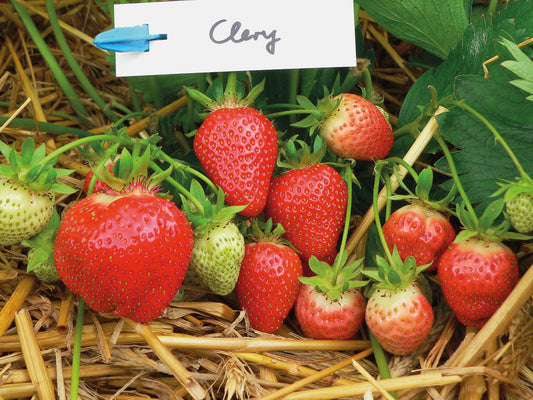 Plant de Fraisier Frigo A- Clery Conventionnel