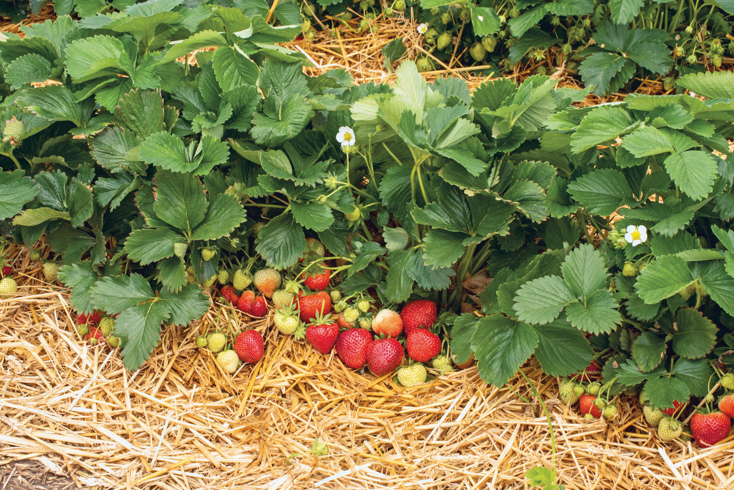 Plant de Fraisier Motte  Faith Conventionnel