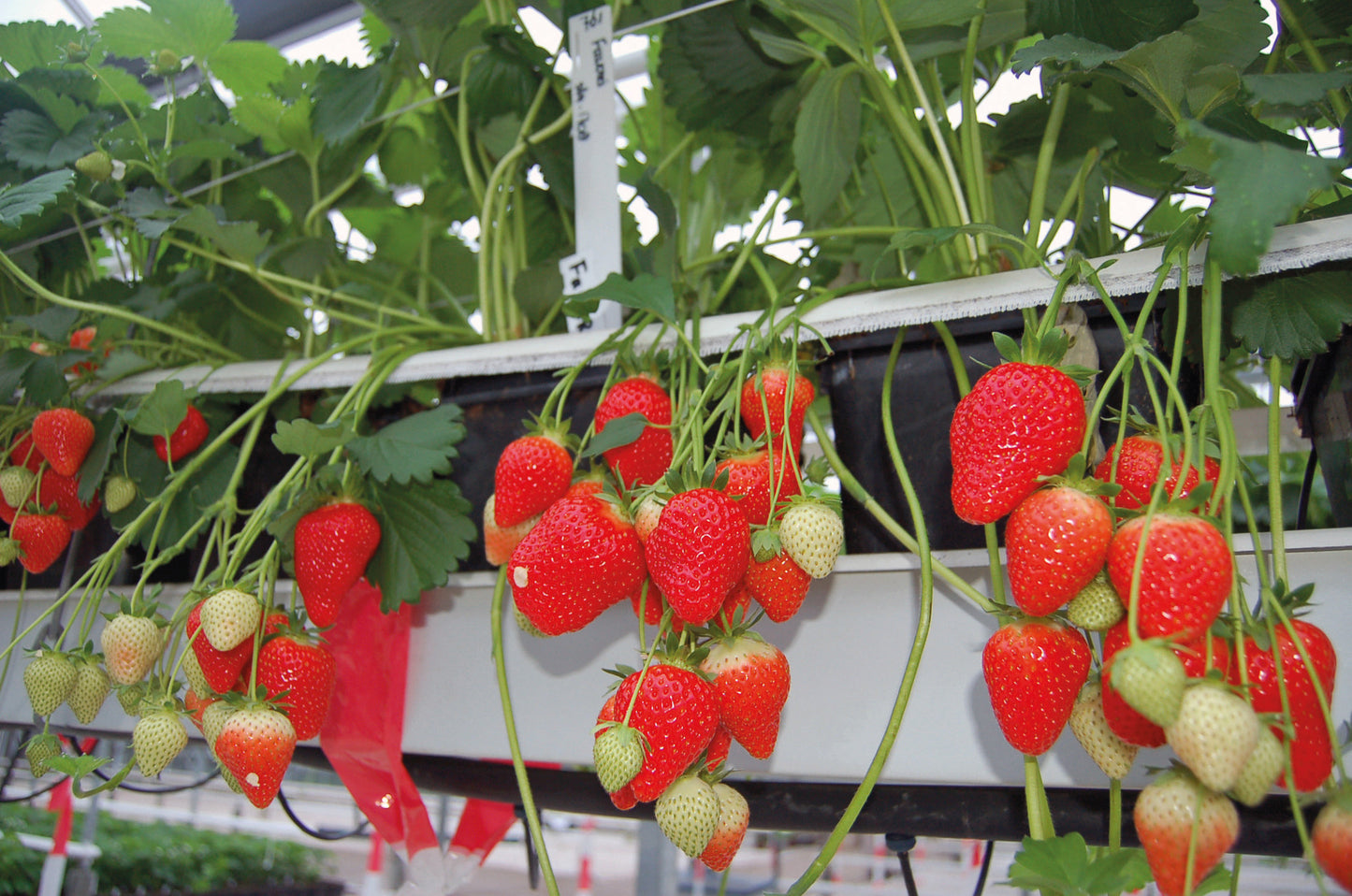 Plant de Fraisier Frigo A Favori Conventionnel