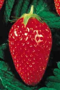 Stolon Fraisier Cigaline