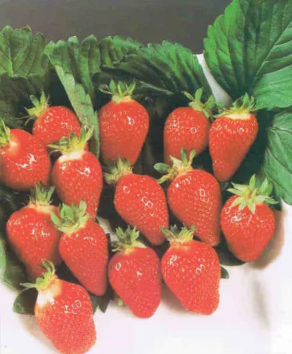 Plant de Fraisier Frais Racine-nue Cireine - Achat immédiat en ligne pour professionnels