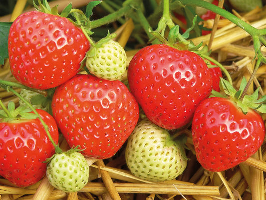 Plant de Fraisier Frais Racine-nue Elegance