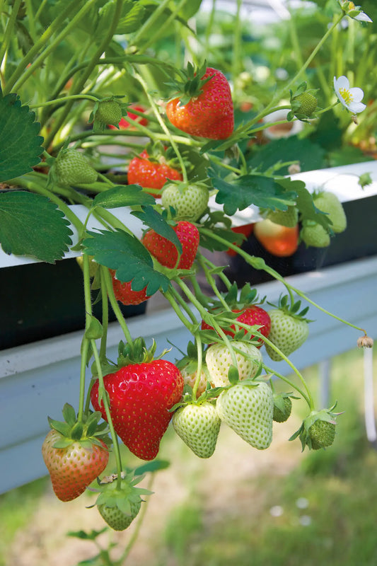 Plant de Fraisier Motte Florice
