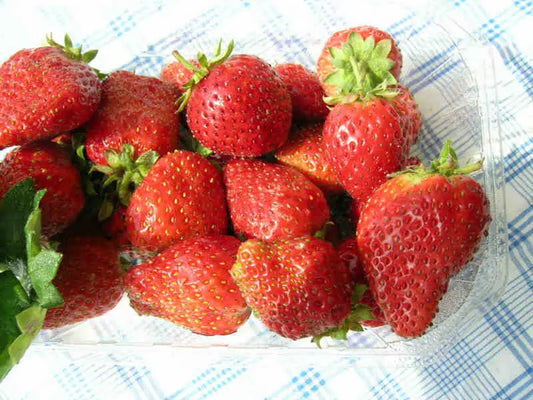 Plant de Fraisier Frais Racine-nue Gento - Achat immédiat en ligne pour professionnels