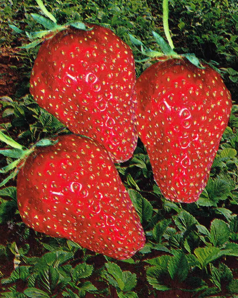Plant de Fraisier Frigo A Racines-nues Gorella Pour Particuliers