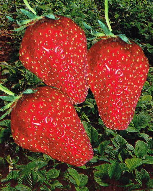 Plant de Fraisier Frais Racine-nue Gorella