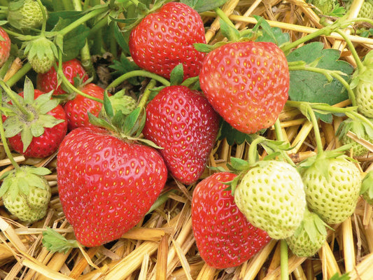 Plant de Fraisier Frais Racine-nue Korona
