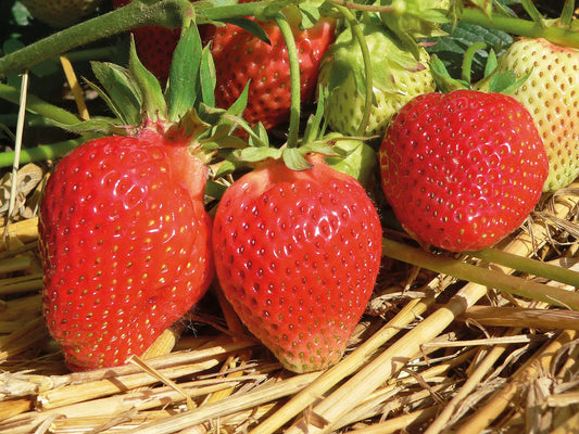 Plant de Fraisier Frigo A Lambada