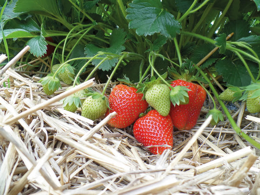 Plant de Fraisier Frais Racine-nue Magnus