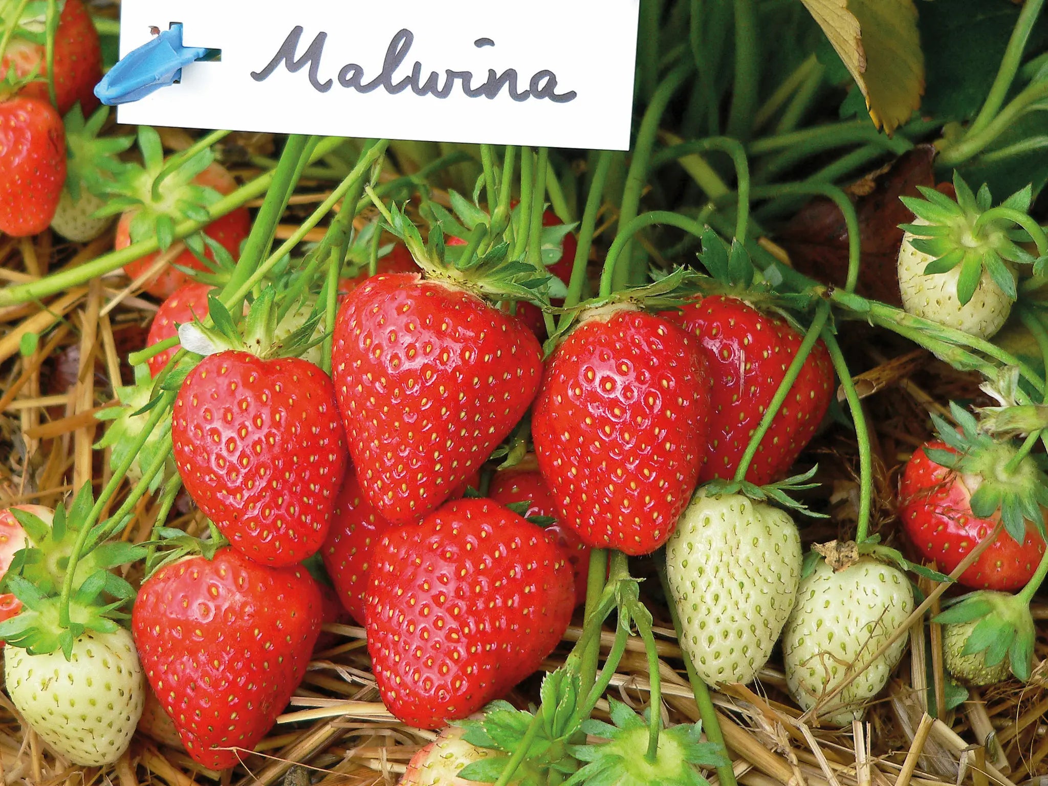 Plants De Fraisiers 'Portola' - 10 Plants Fraises Persistantes Très Sucrées Pour Jardin Et Balcon